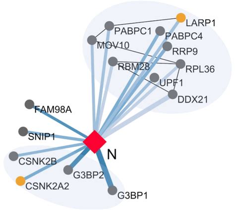 A Sars Cov 2 Protein Interaction Map Reveals Targets For Drug