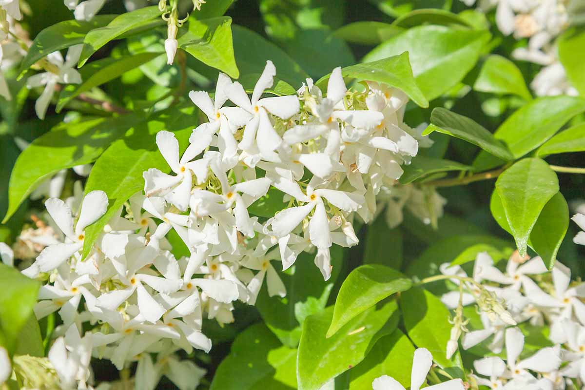 A Versatile Plant How To Care For Grow Star Jasmine Jasmine Plant