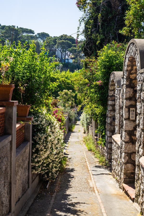 A Walkway Frame By Vegetation Shaded By The Trees Stock Photo Image