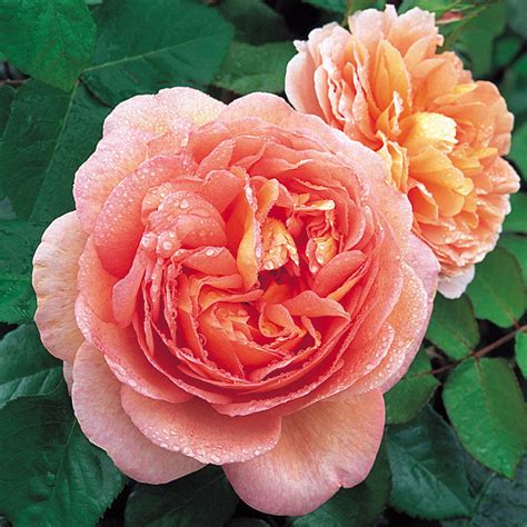 Abraham Darby Rose - Black Atlantic