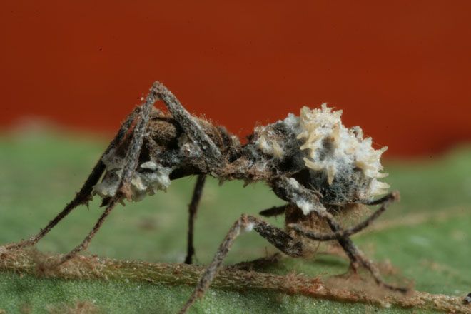 Absurd Creature Of The Week The Zombie Ant And The Fungus That