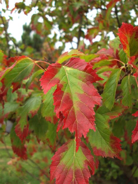 Acer Ginnala Amur Maple Deepdale Trees