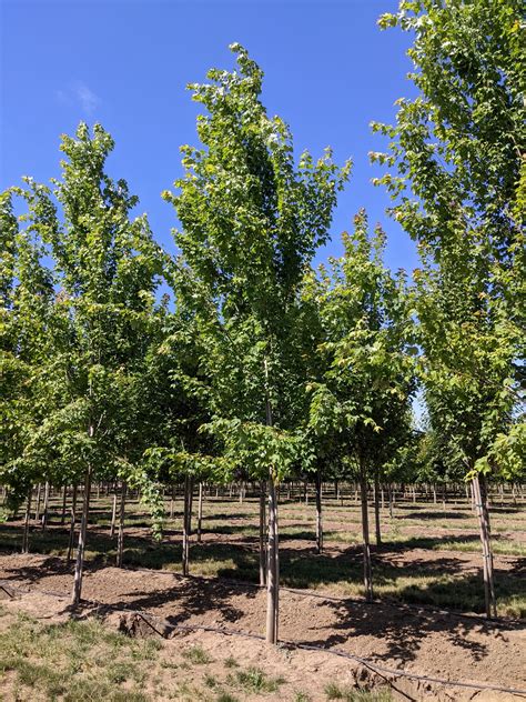 Acer Rubrum Armstrong Red Maple Armstrong Northwest Shade Trees