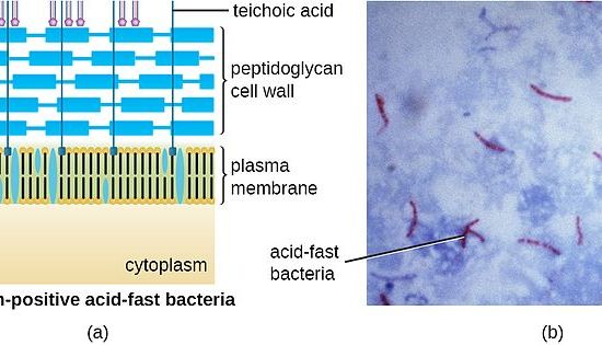 Acid Fast Bacteria Cell Wall