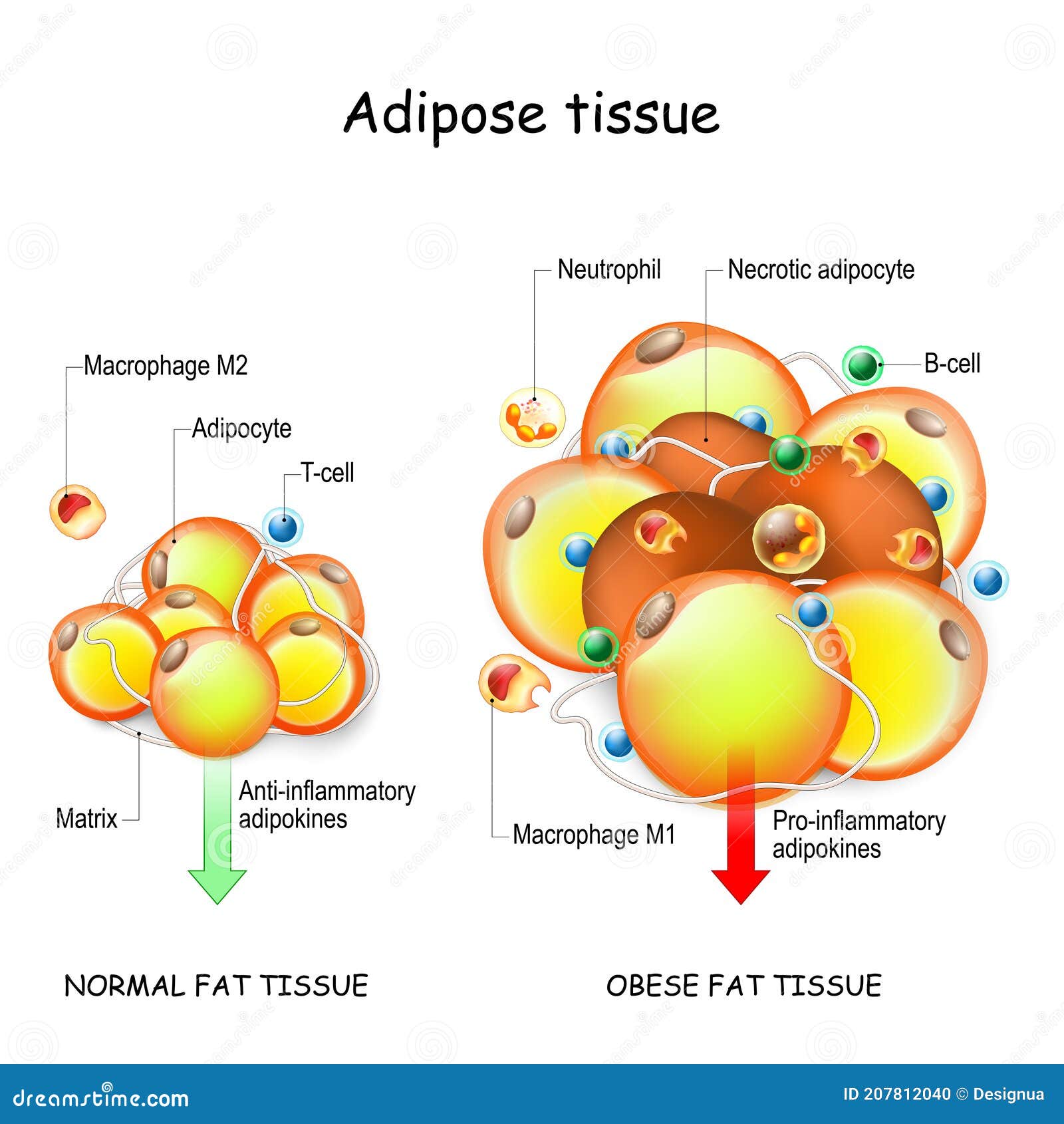 Adipocytes Obesity Figure