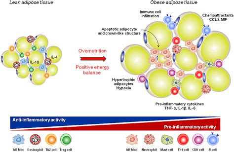 Adipokines And Inflammation Is It A Question Of Weight Francisco