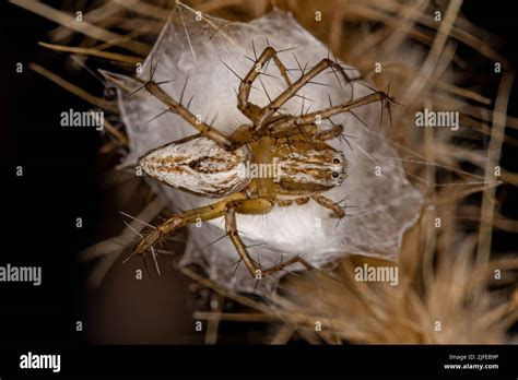 Adult Female Striped Lynx Spider Stock Image Image Of Oxyopes Adult