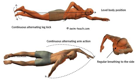 Adult Swimming: Master Strokes With Ease