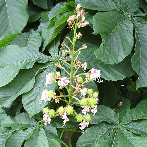 Aesculus Hippocastanum In Thompson S Park