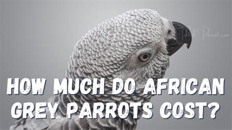 African Grey Cost: Expert Buying Advice