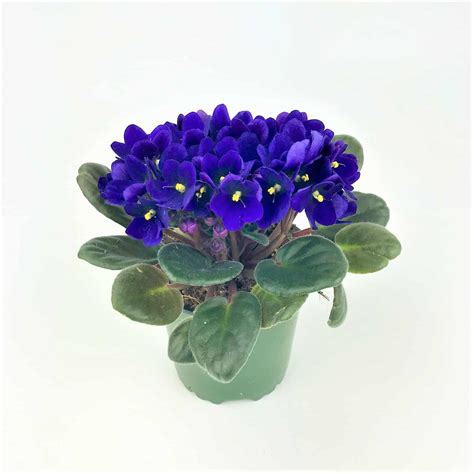 African Violets For Sale