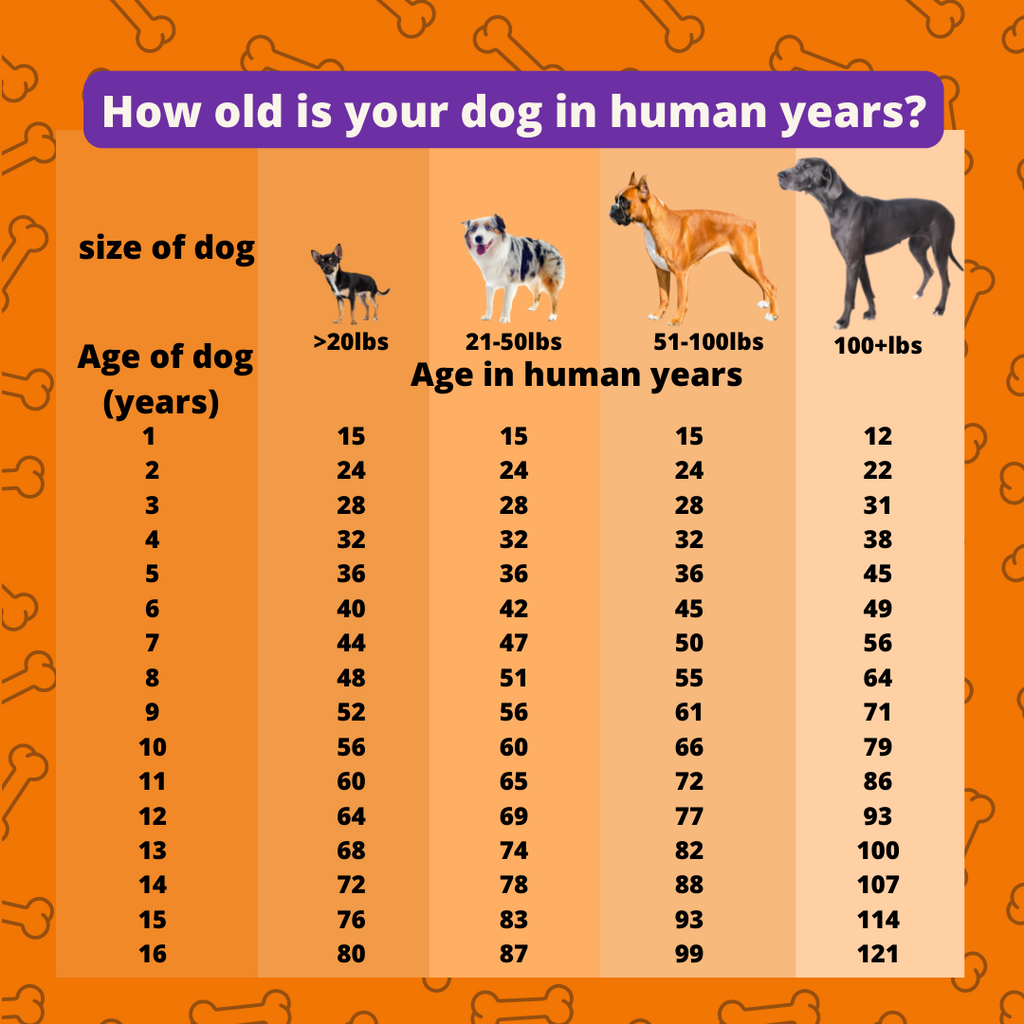 Age Chart Dog Years Dog Ages Dog Age Chart