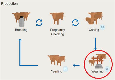 Age Of Calf Weaning