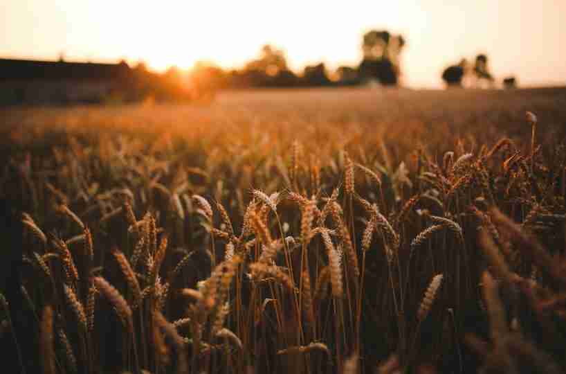 Agriculture In Alberta Hansen Land Brokers