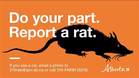 Alberta Canada Rat Free: Protect Your Home