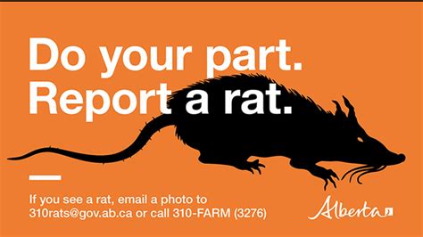 Alberta Celebrates 70 Years Being Rat Free Everythinggp