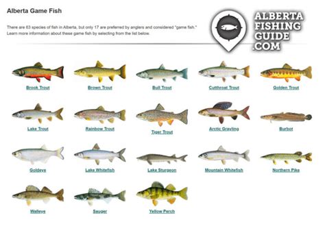 Alberta Fishes: Catch More With Our Guide