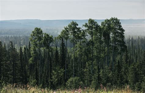 Alberta Forest Protection: Safeguarding Nature's Beauty