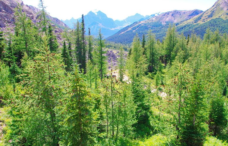 Alberta Forestry: Manage Land Sustainably