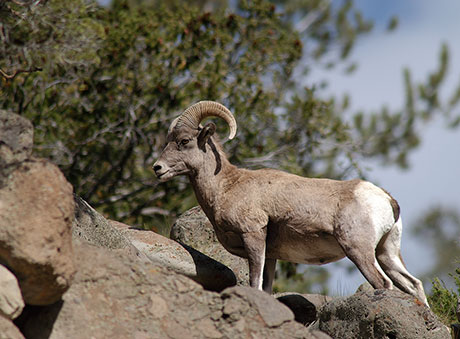 Alberta Mountain Sheep: Conservation Guide