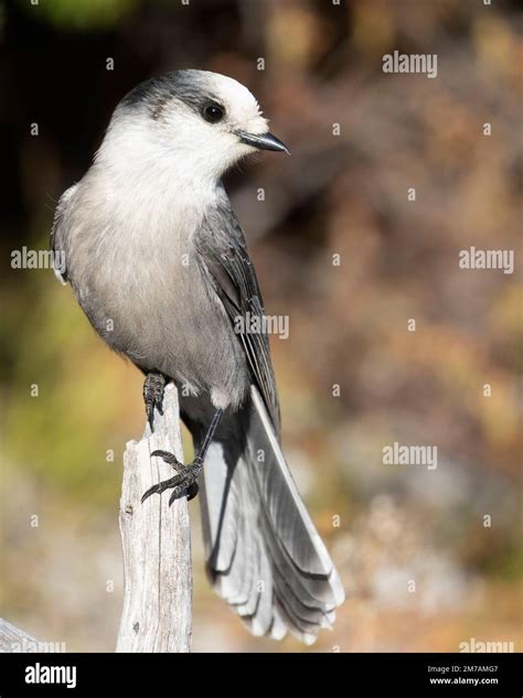 Alberta National Bird