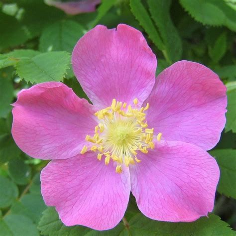 Alberta Official Flower Alberta Wild Rose Alberta Bloom Picture