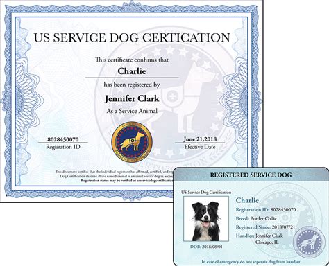 Alberta Service Dog Guide: Certification Made Easy