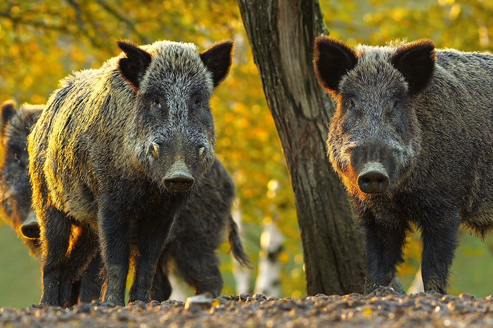 Alberta Wild Boar Facts: Comprehensive Overview