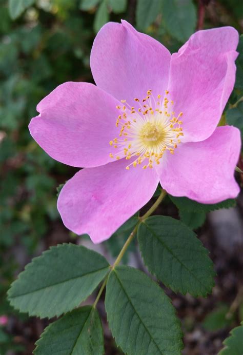 Alberta Wild Rose Rawberta