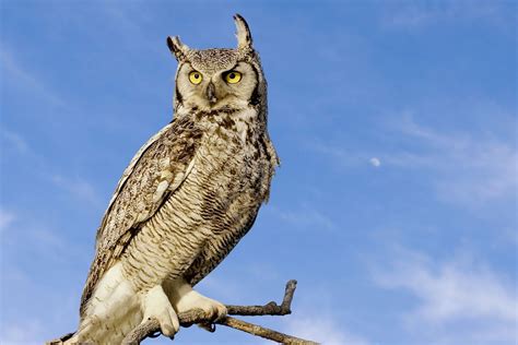 Alberta's Bird: Learn About The Great Horned Owl's Habitat