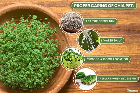 Algae Chia Pet: Easy Care Guide