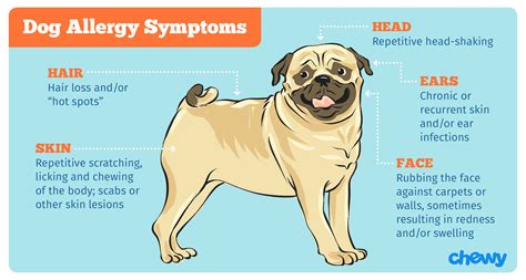 Allergies In Dogs