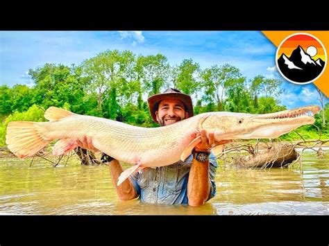 Alligator Gar Bite Force They Beat All Creatures Whose Bites Have