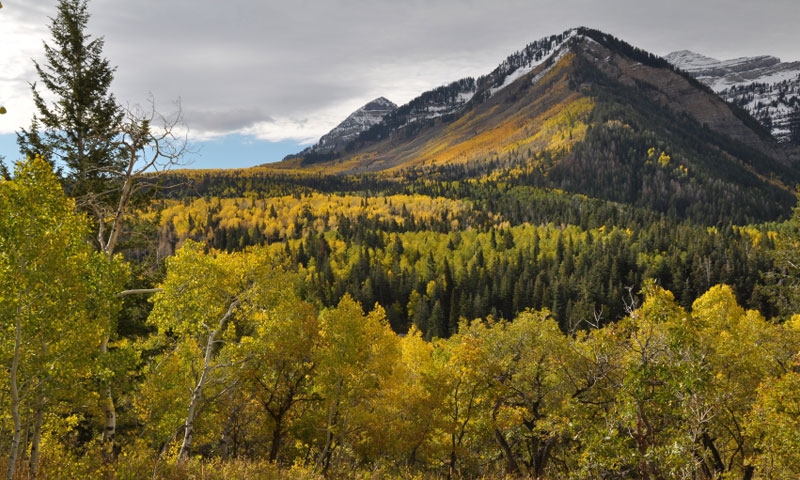 Alpine Loop Utah Guide: Scenic Drives