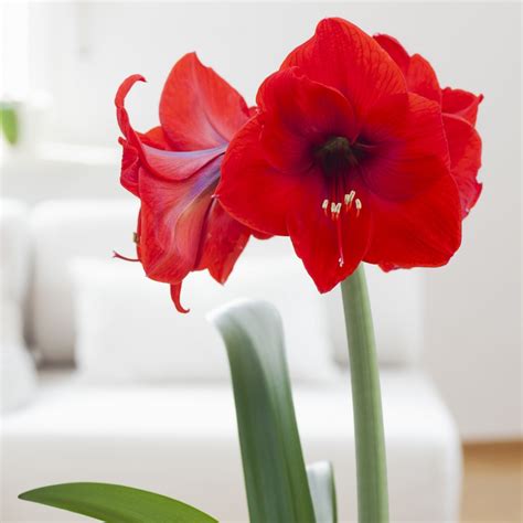 Amaryllis Care: Perfect Leaf Placement Guide