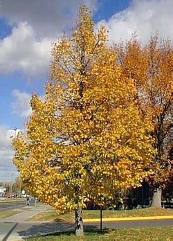 American Basswood Malvern Tree Project