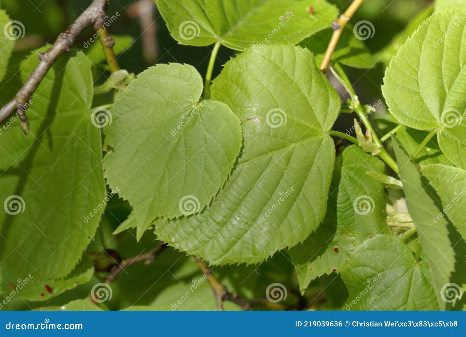 American Basswood Tilia Americana Types Leaves Bark Pictures