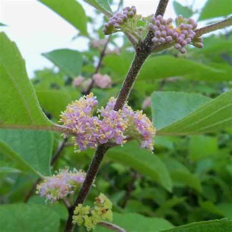 American Beautyberry Callicarpa Americana Growing Wild Nursery