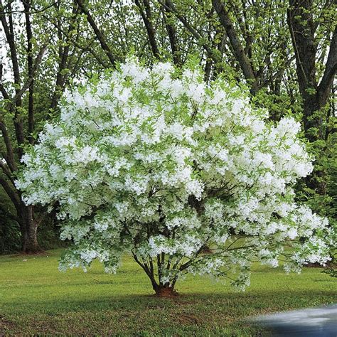 American Fringe Tree Care Pearline Lemay