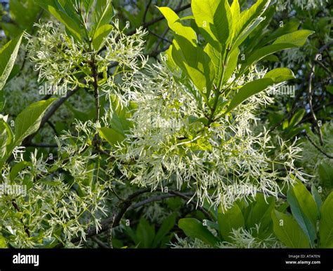 American Fringe Tree Chionanthus Virginicus Stock Photo Alamy