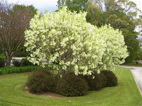 American Fringe Tree