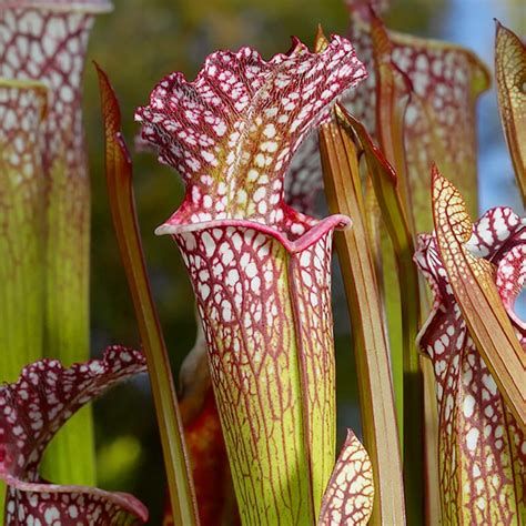 American Pitcher Plant San Diego Zoo Animals Plants