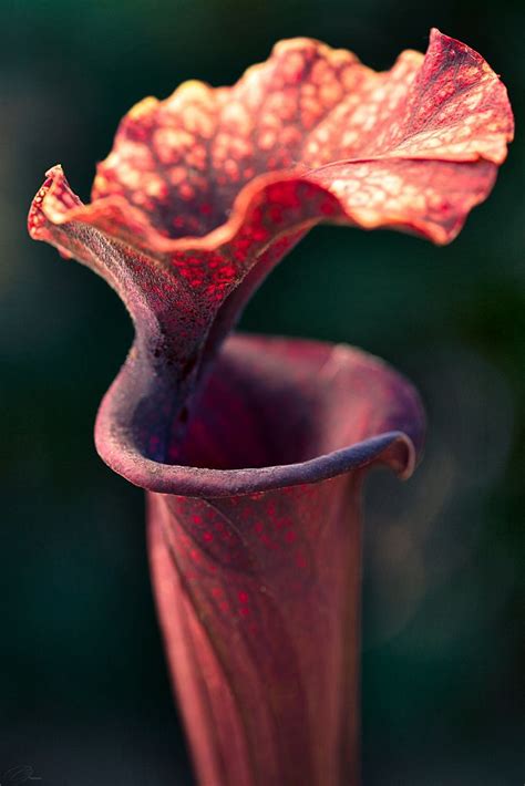 American Pitcher Plant Sarracenia Saurus Oc 3502 X 5253 X Post R