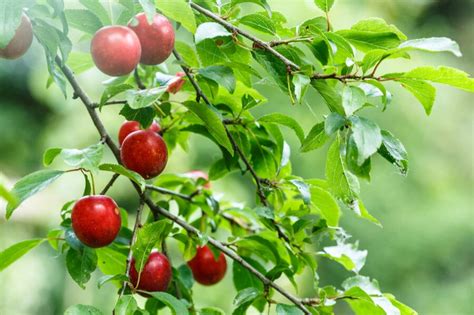 American Plum Tree