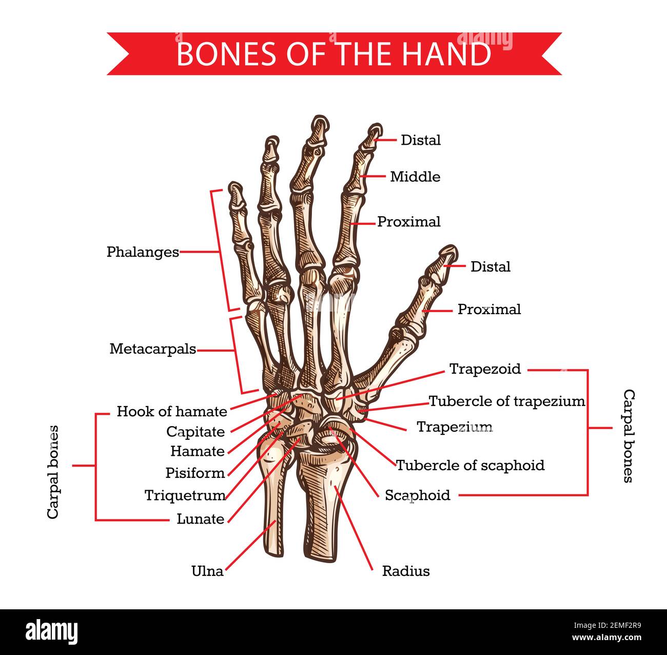 Amicus Illustration Of Amicus Injury Wrist Hematoma Hand Radius Ulna