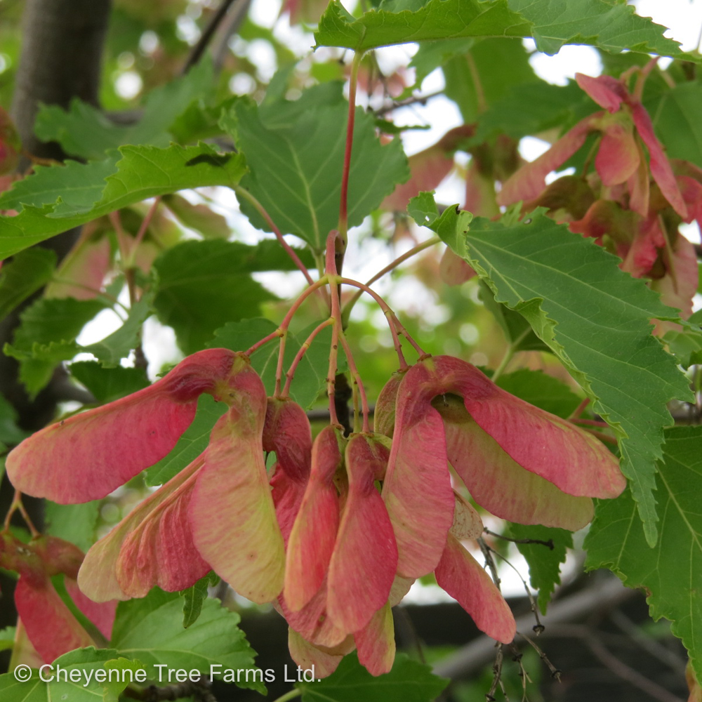 Amur Maple Tree Facts