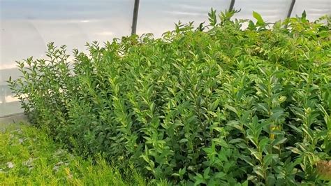 Amur Privet Ligustrum Amurense Seedlings Grown At Treetime Ca