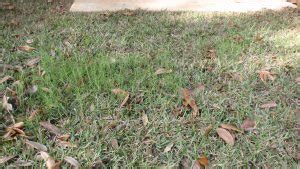 An Important Tip When Installing Sod Uf Ifas Extension Escambia County