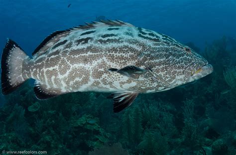 An Underwater Photo Of A Black Grouper Mycteroperca Bonaci Which Is