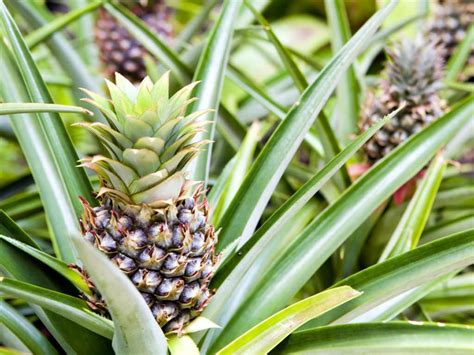 Ananas Comosus Champaca Ornamental Pineapple World Of Flowering